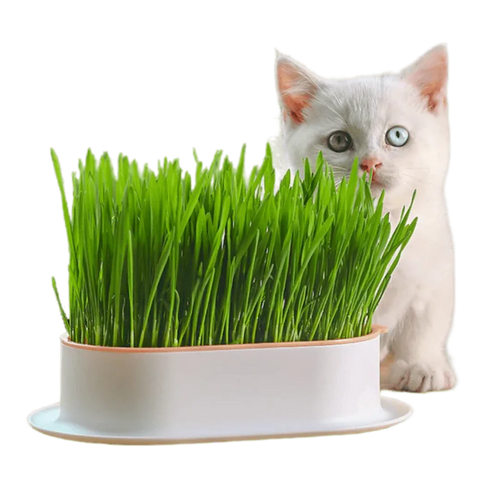 Cat Grass Kit