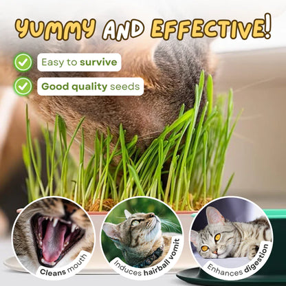 Cat Grass Kit